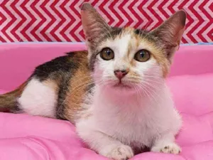 Gato raça Srd idade 2 a 6 meses nome Angelina