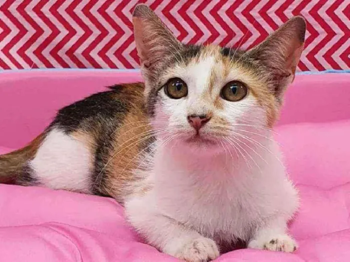 Gato ra a Srd idade 2 a 6 meses nome Angelina