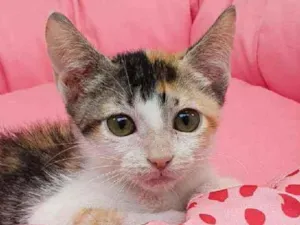 Gato raça Srd idade 2 a 6 meses nome Cristal 