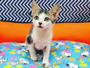 Gato raça Srd idade 2 a 6 meses nome Alecrim