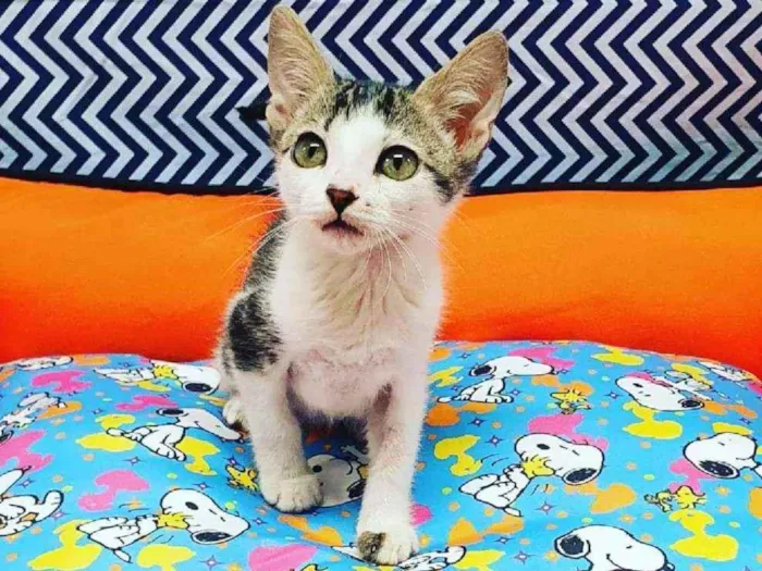 Gato ra a Srd idade 2 a 6 meses nome Alecrim
