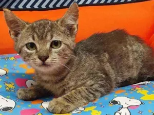 Gato raça Srd idade 2 a 6 meses nome Theo