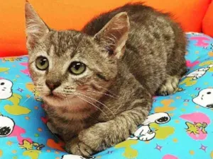 Gato raça Srd idade 2 a 6 meses nome TOM