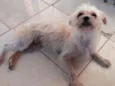 Branquinha