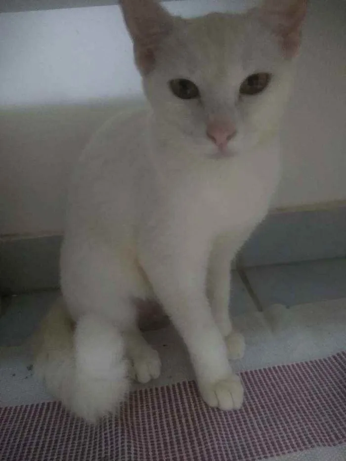 Gato raça Srd idade 2 a 6 meses nome Julie