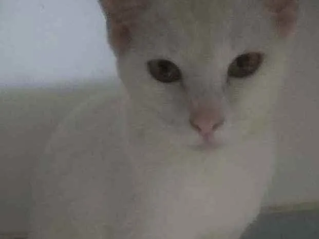 Gato raça Srd idade 2 a 6 meses nome Julie