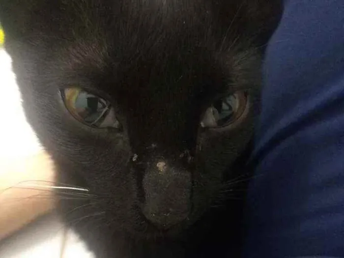 Gato raça Srd idade  nome Iris