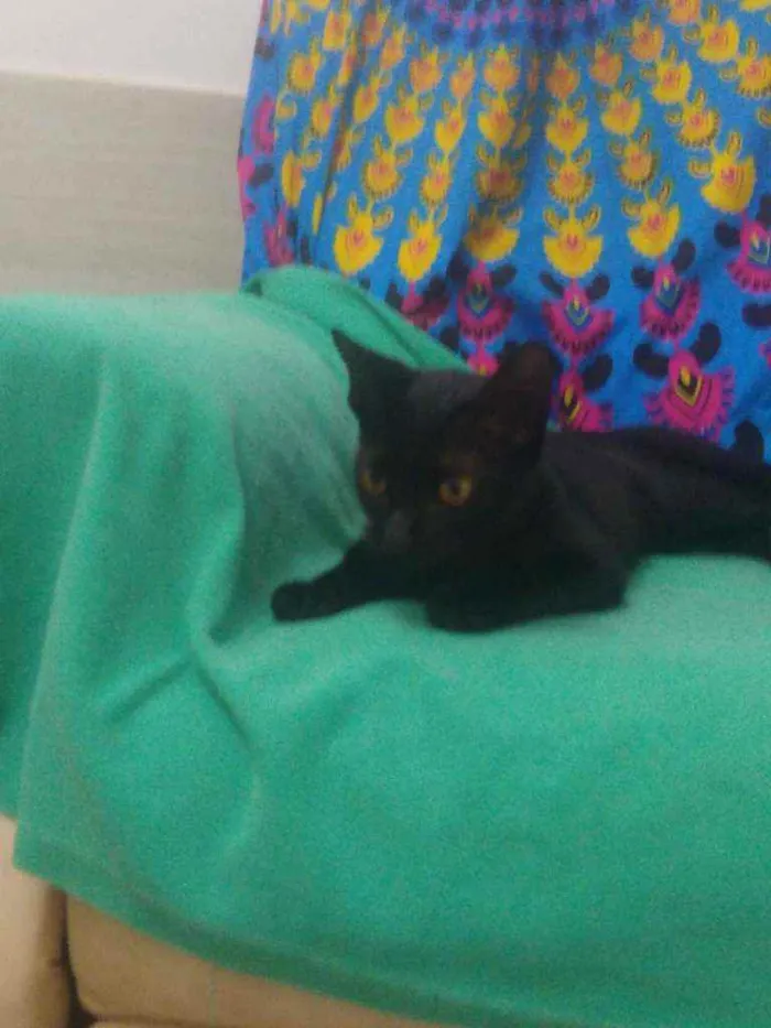 Gato raça Srd idade  nome Iris