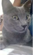 Tom 