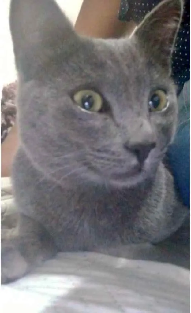 Gato ra a SRD  idade 2 a 6 meses nome Tom 