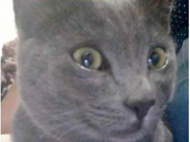 Gato ra a SRD  idade 2 a 6 meses nome Tom 