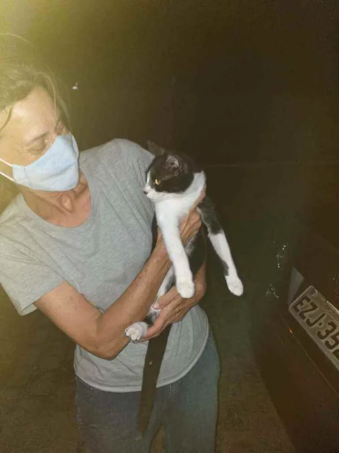 Gato raça Srd idade 2 a 6 meses nome Bisteca