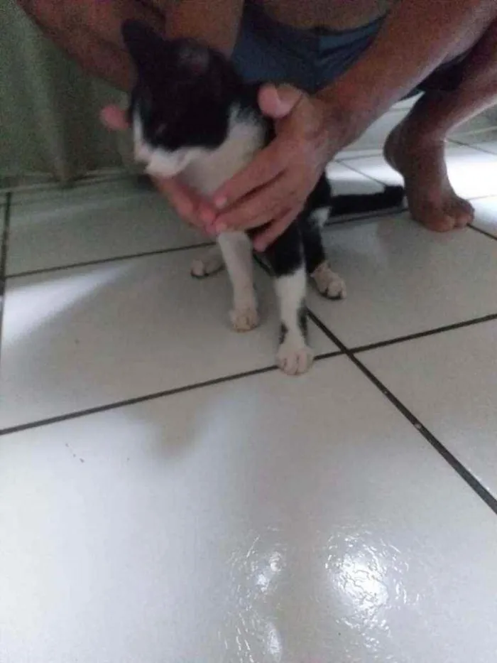 Gato raça Srd idade 2 a 6 meses nome Bisteca