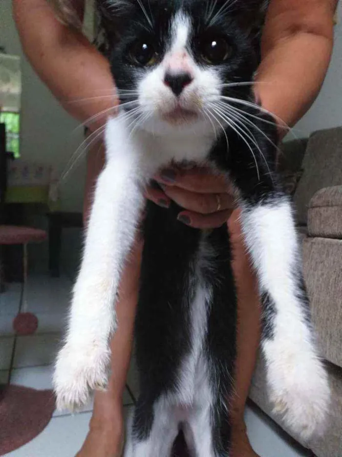 Gato raça Srd idade 2 a 6 meses nome Bisteca