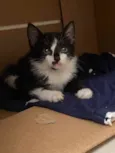 Gatinho para adoção