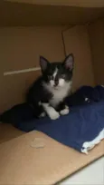 Gatinho para adoção