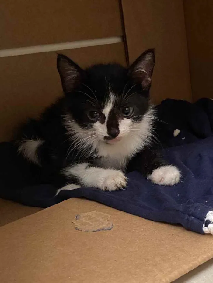 Gato ra a Sem raça  idade Abaixo de 2 meses nome Gatinho para adoção 