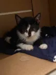 Gatinho para adoção