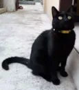 Neguinho