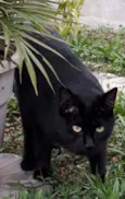 Neguinho