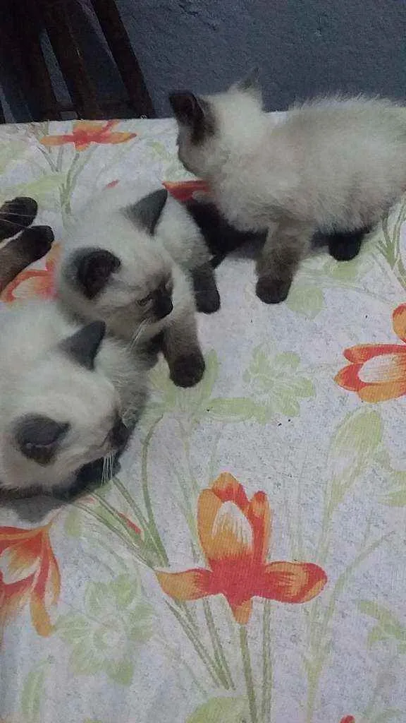 Gato ra a Siames idade 2 a 6 meses nome Nao tem ainda 