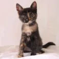 Gatinha