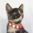 Gatinha