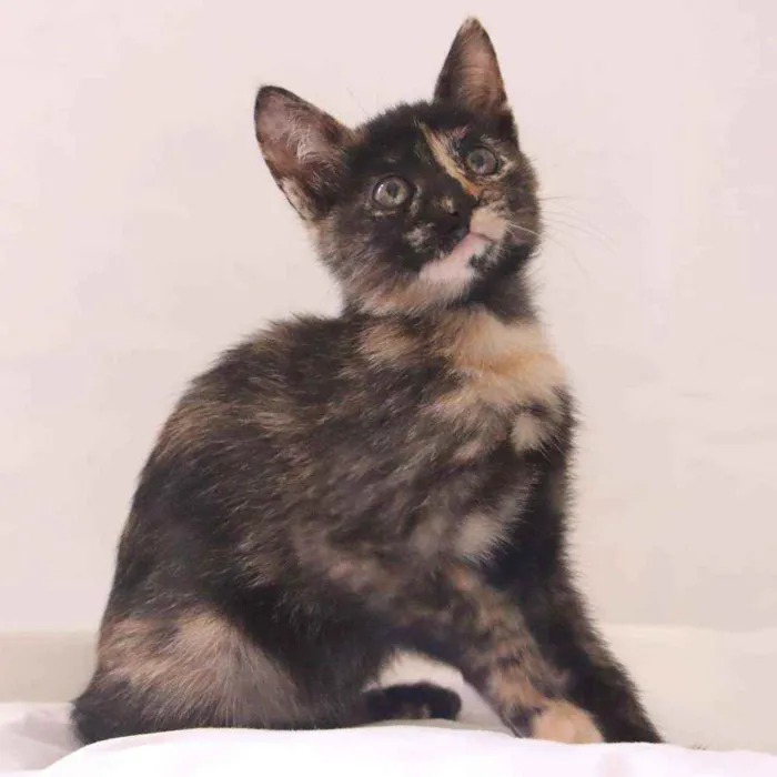 Gato ra a SRD idade 2 a 6 meses nome Gatinha