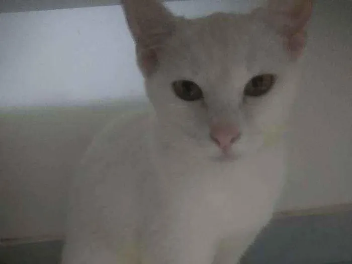 Gato raça Srd idade 2 a 6 meses nome Julie