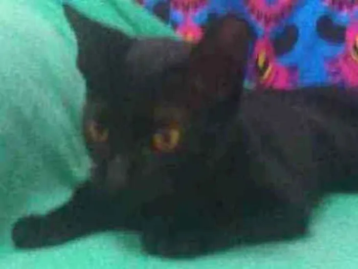 Gato raça Srd idade  nome Iris