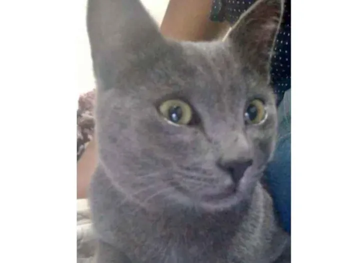 Gato ra a SRD  idade 2 a 6 meses nome Tom 