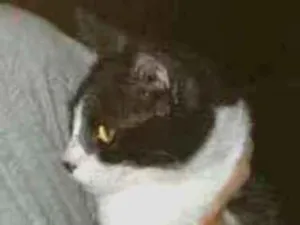 Gato raça Srd idade 2 a 6 meses nome Bisteca