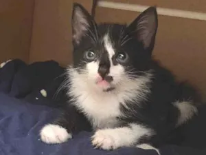 Gato raça Sem raça  idade Abaixo de 2 meses nome Gatinho para adoção 