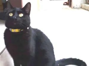 Gato raça SRD idade 1 ano nome Neguinho