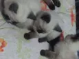 Nao tem ainda 