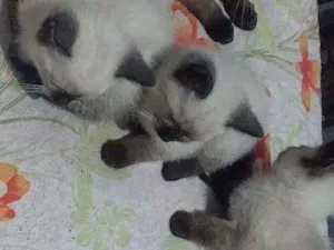 Gato raça Siames idade 2 a 6 meses nome Nao tem ainda 