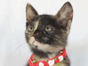 Gato raça SRD idade 2 a 6 meses nome Gatinha