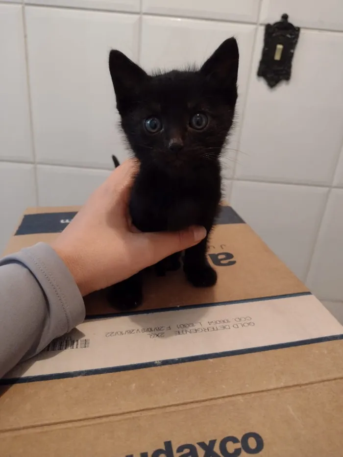 Gato ra a Srd idade Abaixo de 2 meses nome Sem nome