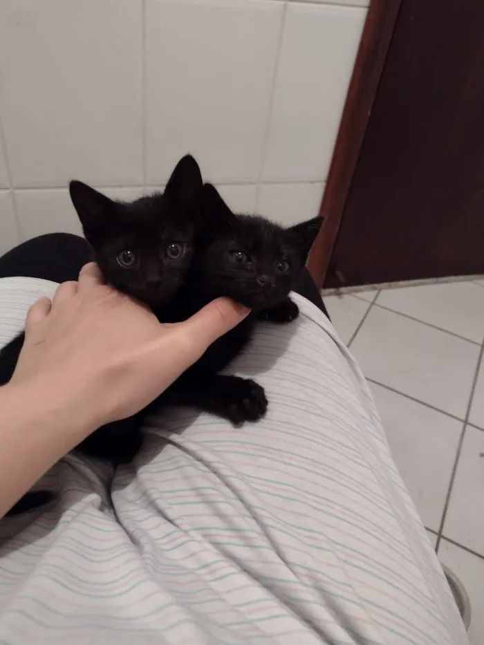 Gato ra a Srd idade Abaixo de 2 meses nome Sem nome