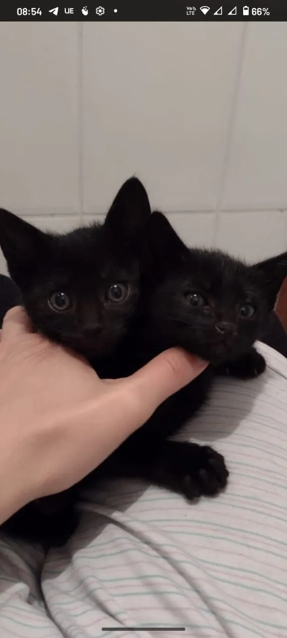 Gato ra a Srd idade Abaixo de 2 meses nome Sem nome