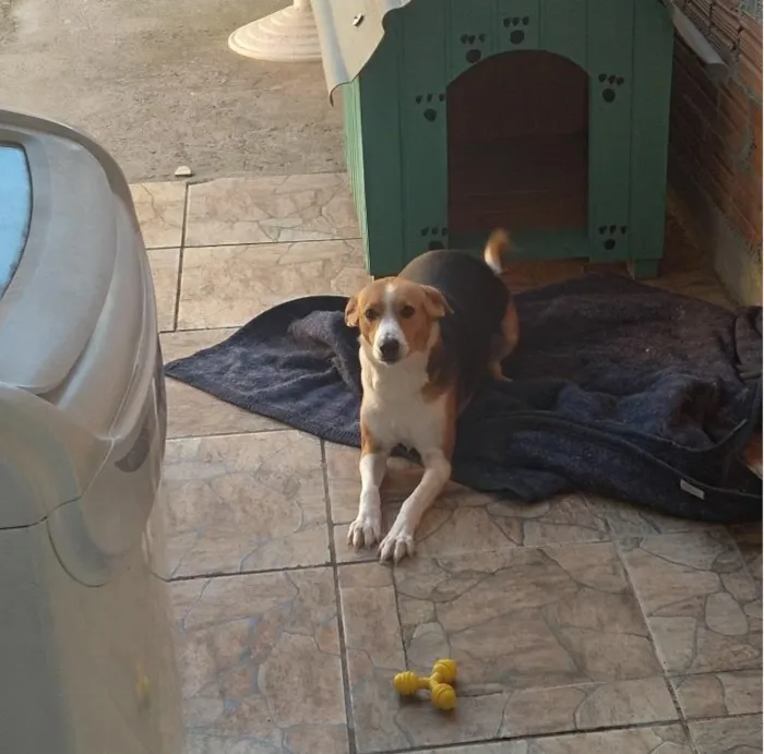 Cachorro ra a Vira Latas idade 1 ano nome Saori