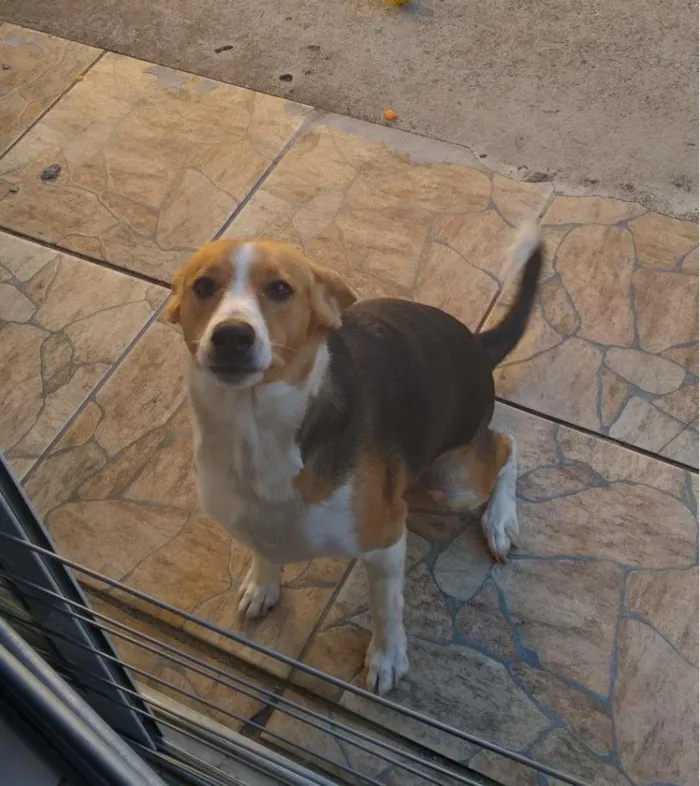 Cachorro ra a Vira Latas idade 1 ano nome Saori