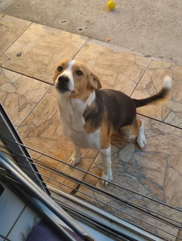 Cachorro ra a Vira Latas idade 1 ano nome Saori