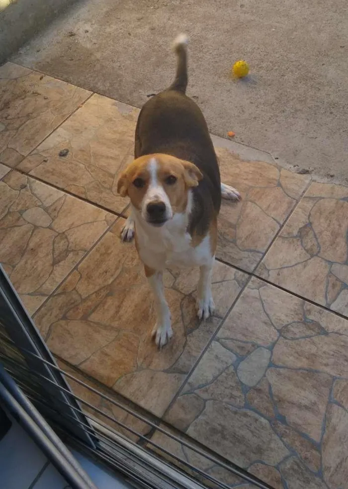 Cachorro ra a Vira Latas idade 1 ano nome Saori