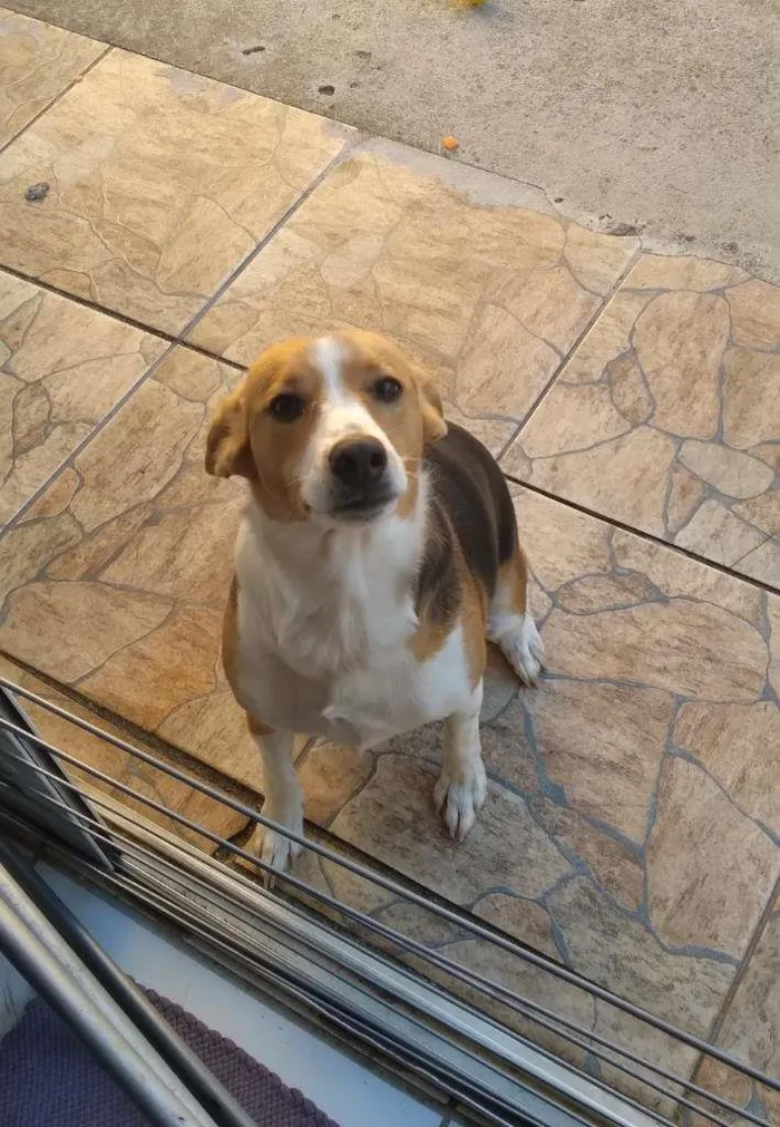 Cachorro ra a Vira Latas idade 1 ano nome Saori