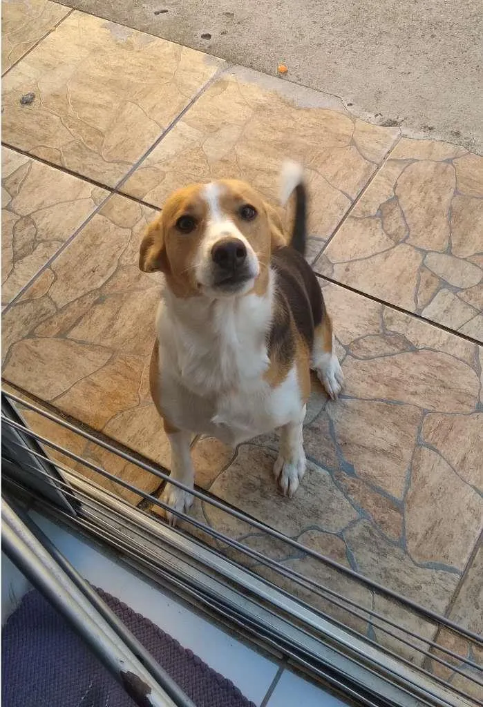 Cachorro ra a Vira Latas idade 1 ano nome Saori