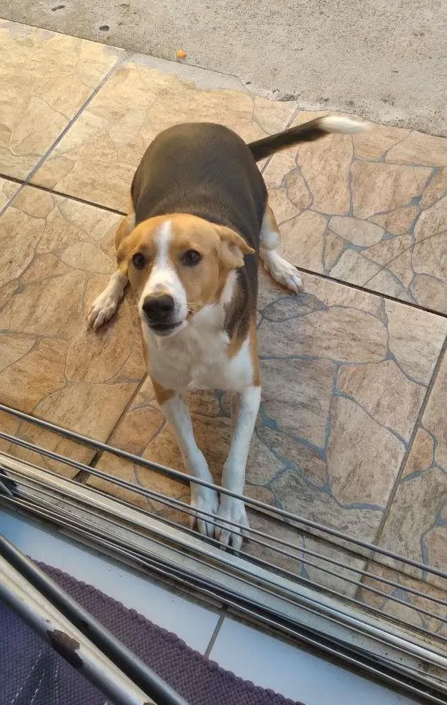 Cachorro ra a Vira Latas idade 1 ano nome Saori