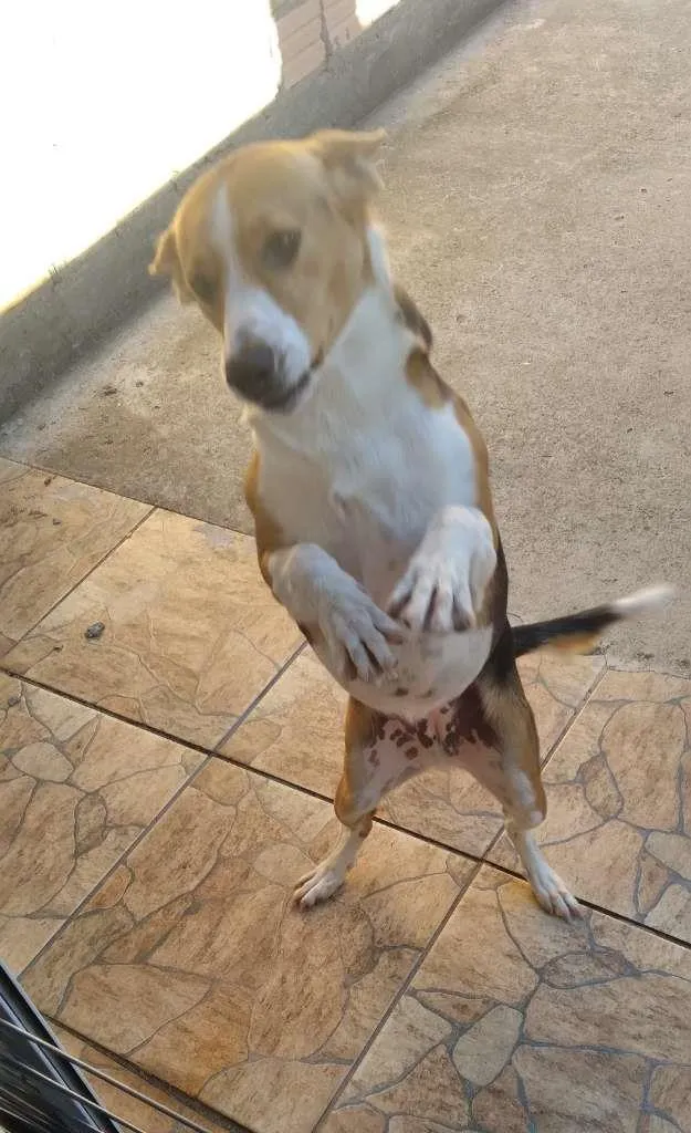 Cachorro ra a Vira Latas idade 1 ano nome Saori