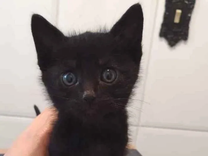 Gato ra a Srd idade Abaixo de 2 meses nome Sem nome