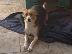 Cachorro raça Vira Latas idade 1 ano nome Saori